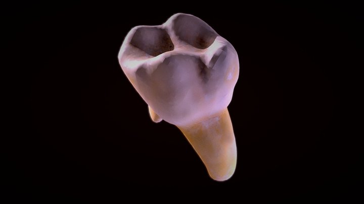 Tooth 3D Model