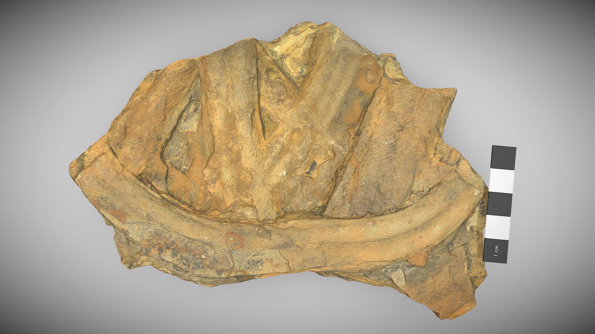 Cruziana (trilobite) trace fossils