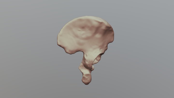Human Os Coxae 3D Model