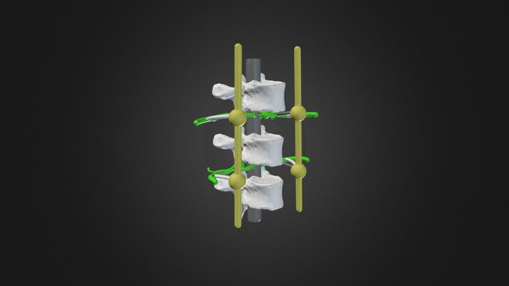 Spinal Cord and Sympathetic - Vert lab Qs 3D Model