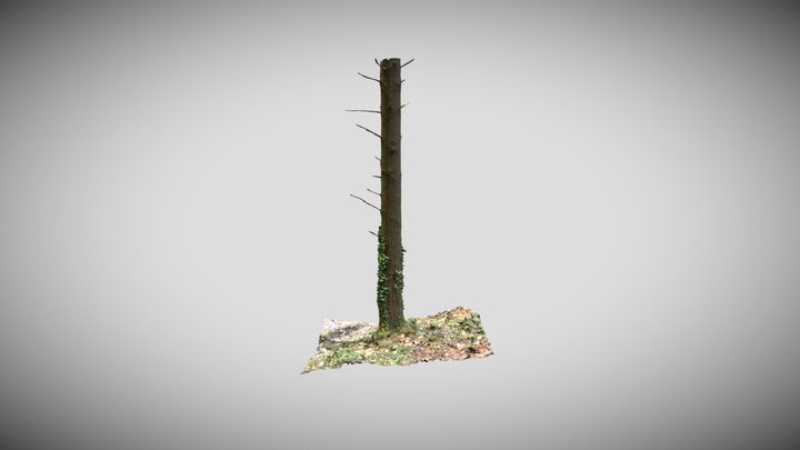 Douglas Fir (Part) 3D Model
