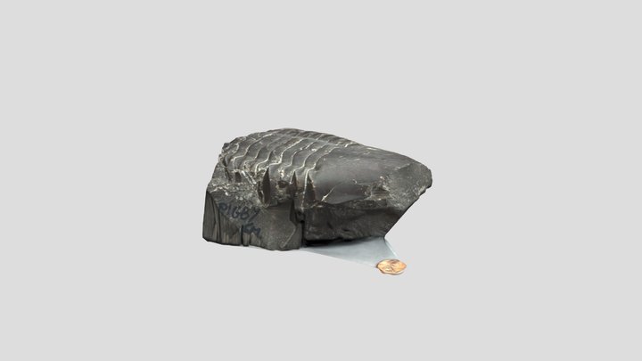 Isotelus gigas 3D Model