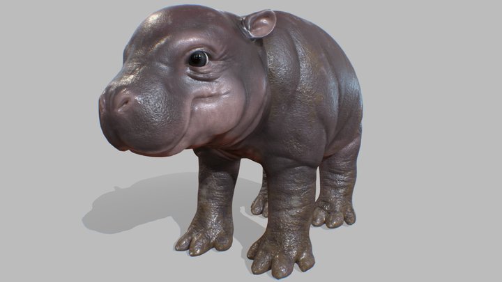 Baby Hippo 3D Model