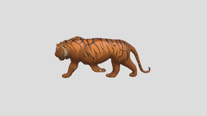 modèle 3D de Tigre blanc de Sumatra Low Poly gréé très détaillé et