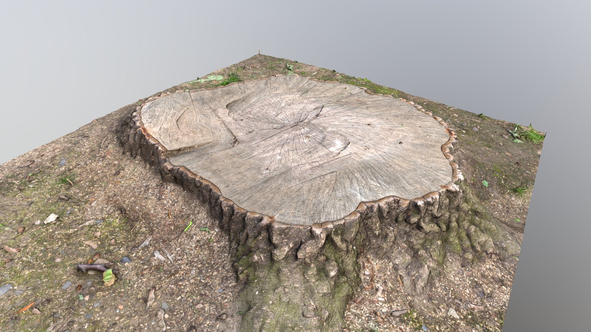 3D model Cut oak tree stump - This is a 3D model of the Cut oak tree stump. The 3D model is about a large rock on a hill.