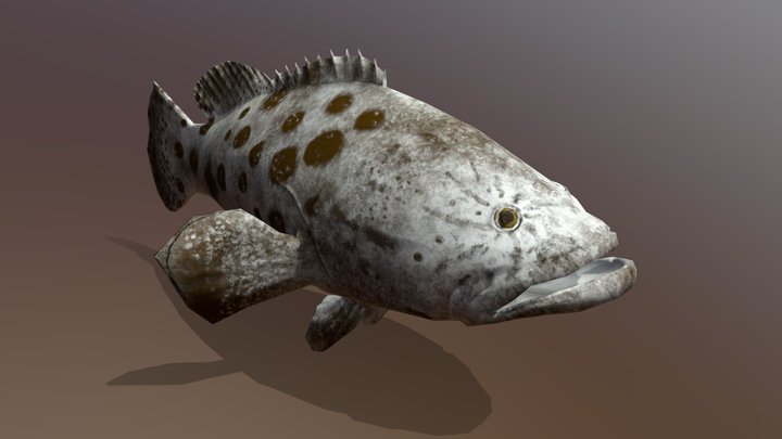 Potato cod 3D Model