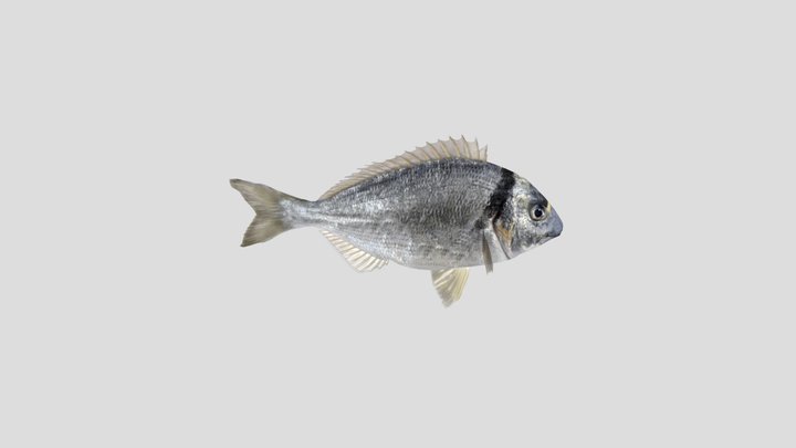 Gilthead 3D Model