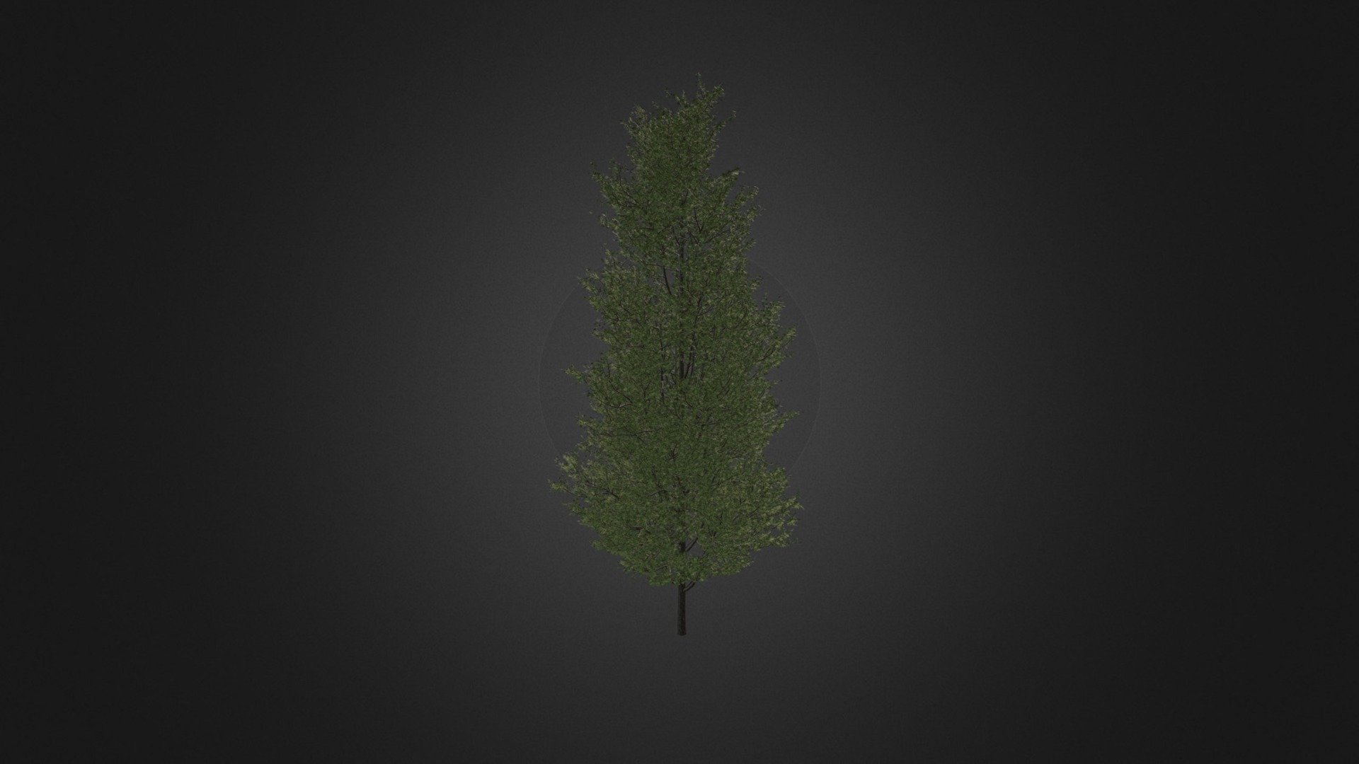 3D model Common Aspen 13 - This is a 3D model of the Common Aspen 13. The 3D model is about a tree with a green stem.