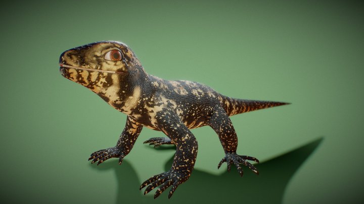 Obera 3D Model