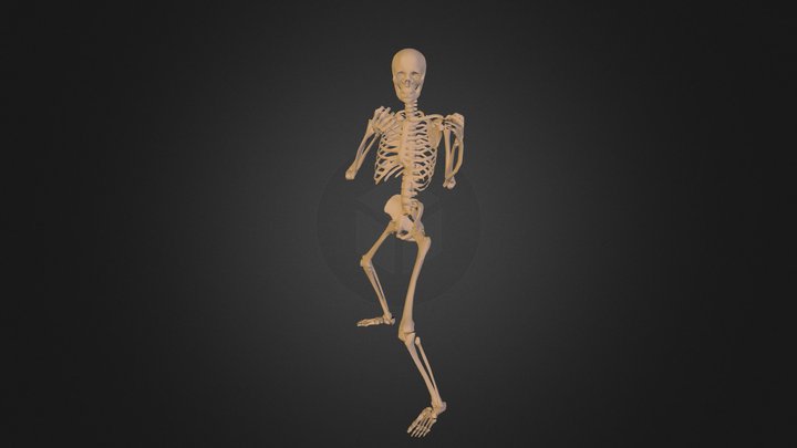 29human-skeleton 3D Model