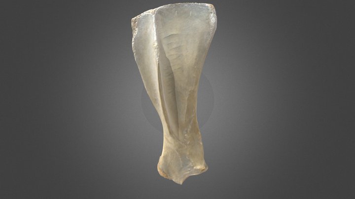 Scapula (horse) 3D Model