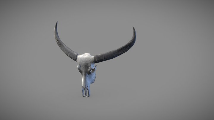 Buffalo Skull (01) 3D Model