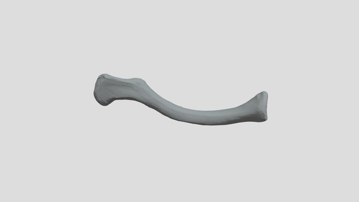Clavicle 3D Model