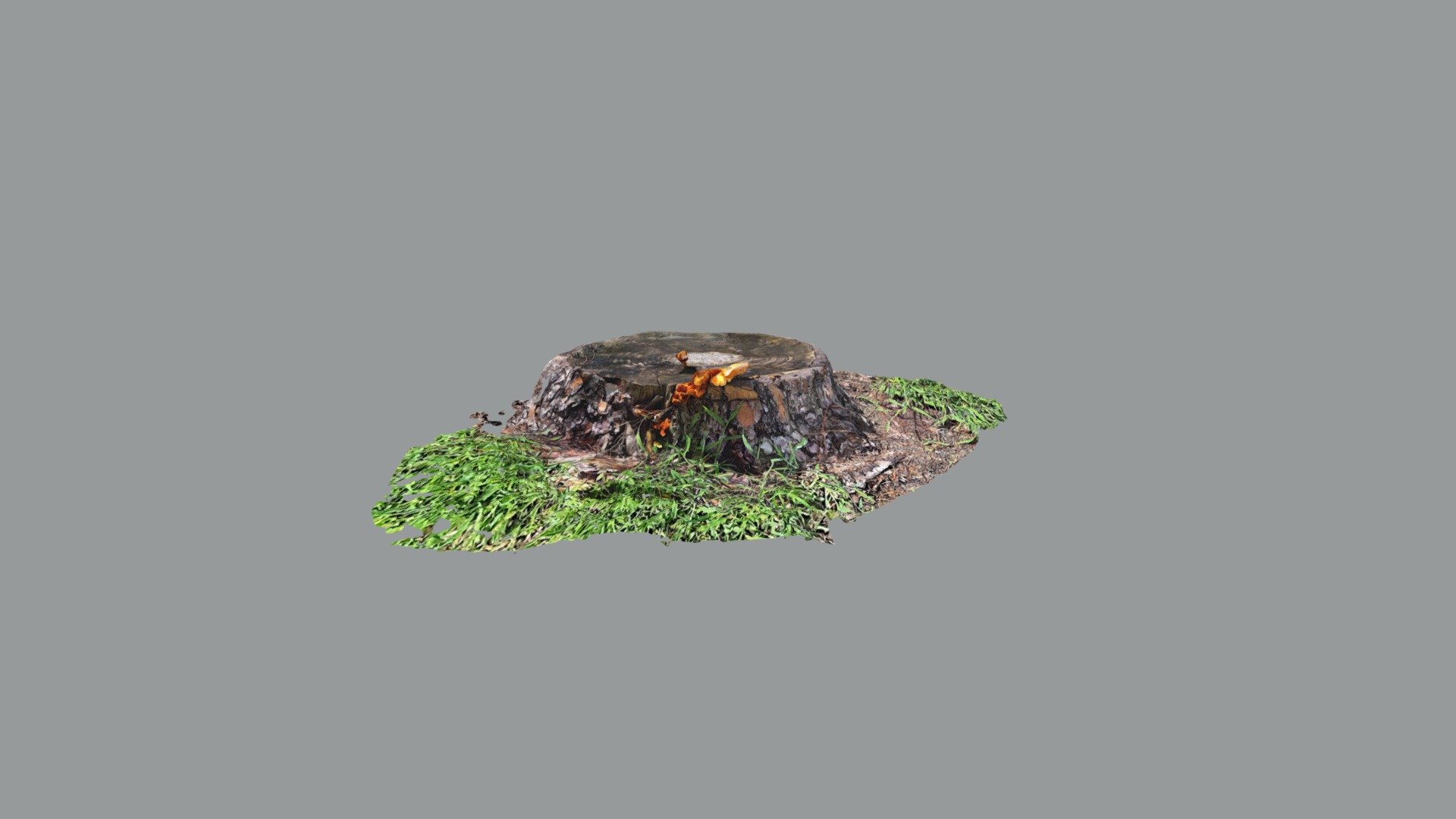 Pine Stump fungi