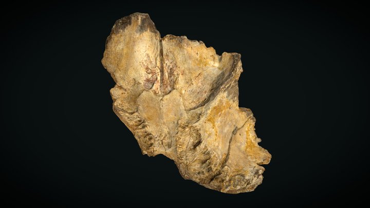 OPH2211 Sauroniops sp. fused frontals 3D Model