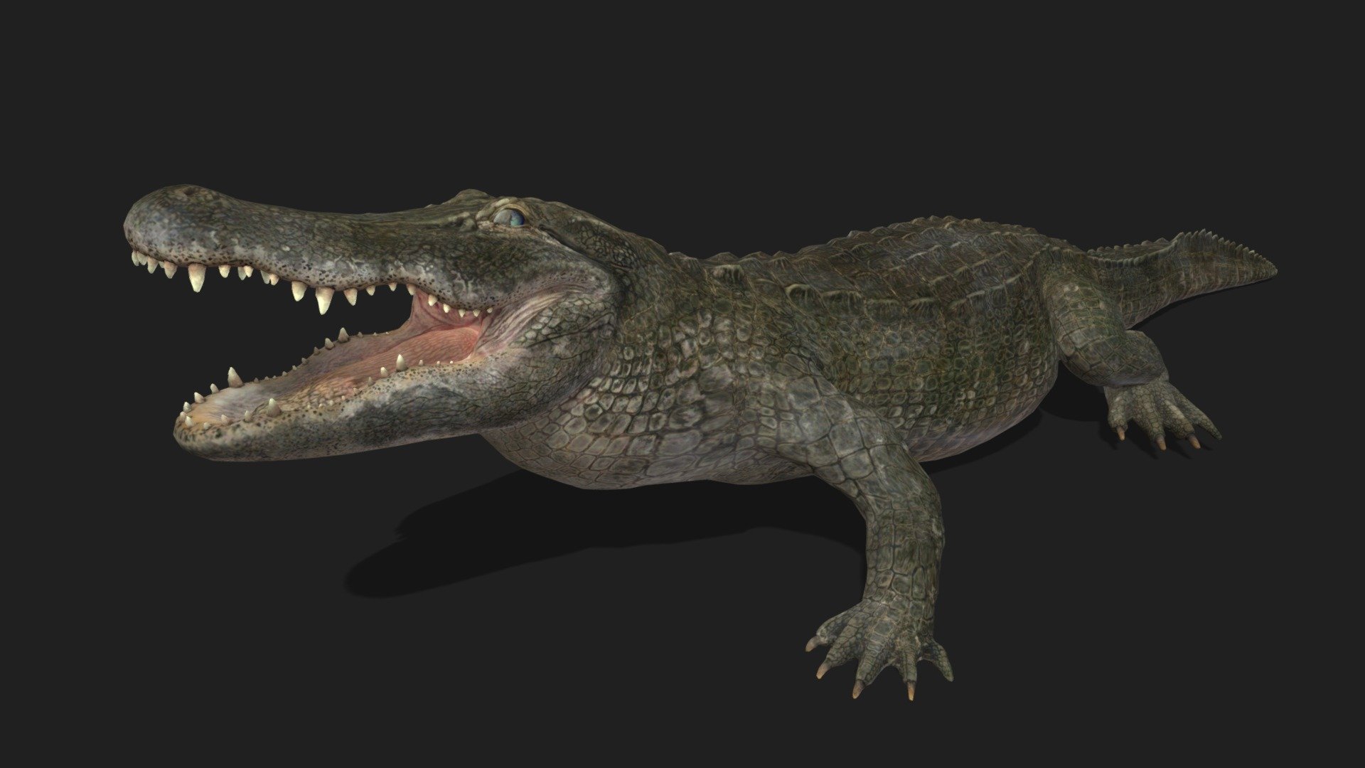 ALLIGATOR - Realistic 3D Model (DEMO FREE) - Download Free 3D