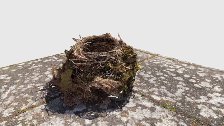 Birds nest 3D Model