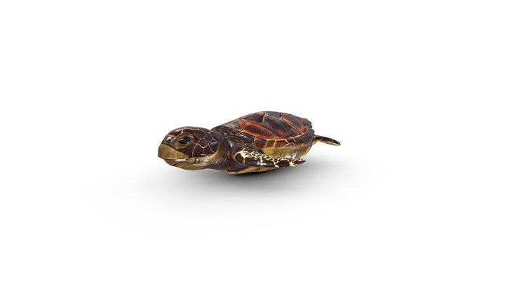 Hawsbill Turtle 3D Model