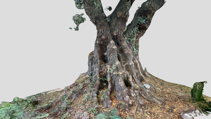 Olive tree trunk -- captured with LiDAR iPad Pro 3D Model