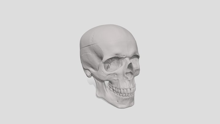 Einstar Rockit - Laser Scan of anatomical Head 3D Model