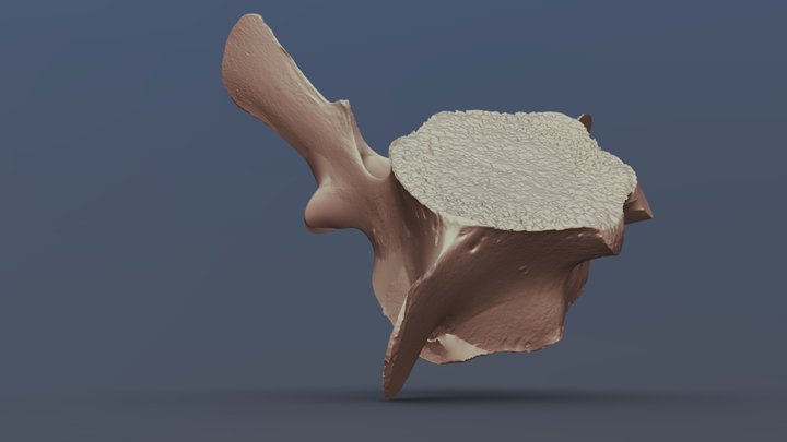 Sei whale vertebrae scan 3D Model