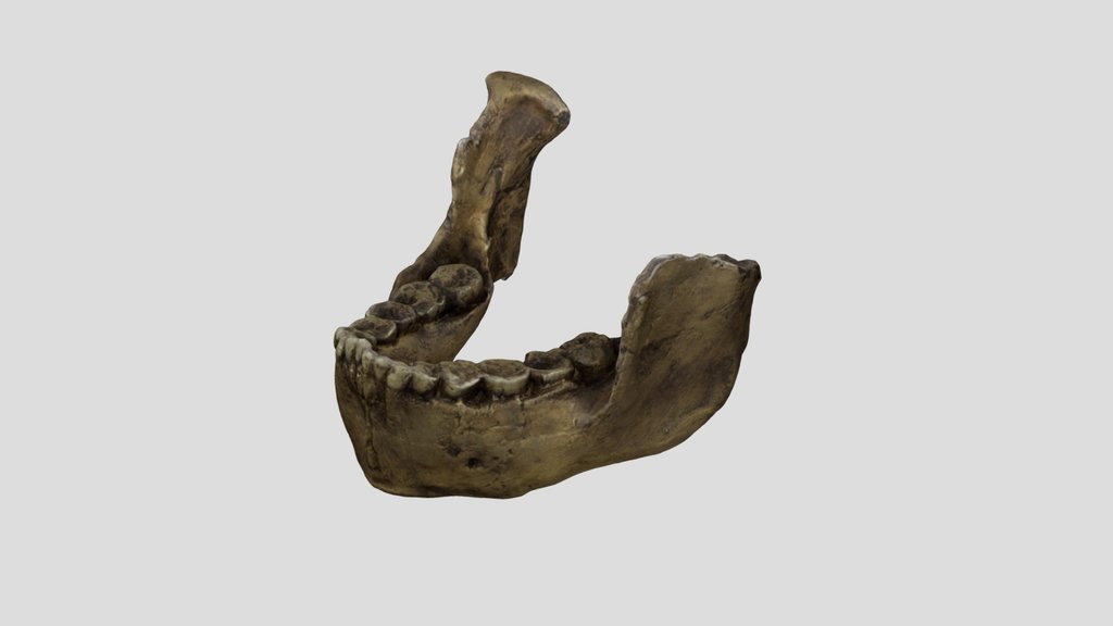 Peninj mandible