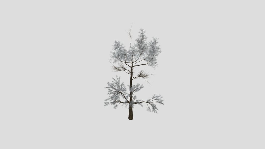 Sj Lonely Trail Pine Tree