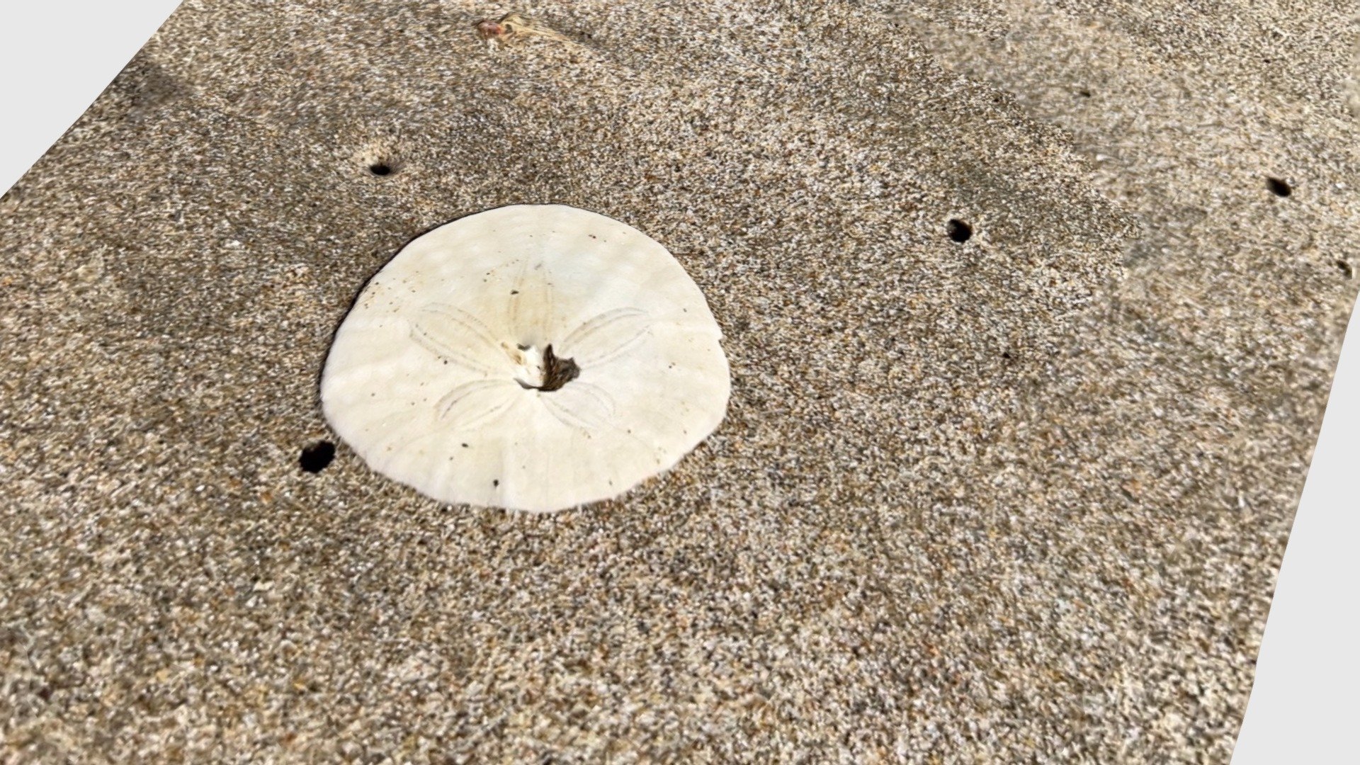 Sand dollar