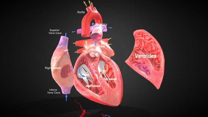 https://media.sketchfab.com/models/7d3e5315627447c696bb095cc65619f8/thumbnails/ce850af7dc5845d38a9c83288d41b5be/f687413e77e349b893a3e9db26fec227.jpeg