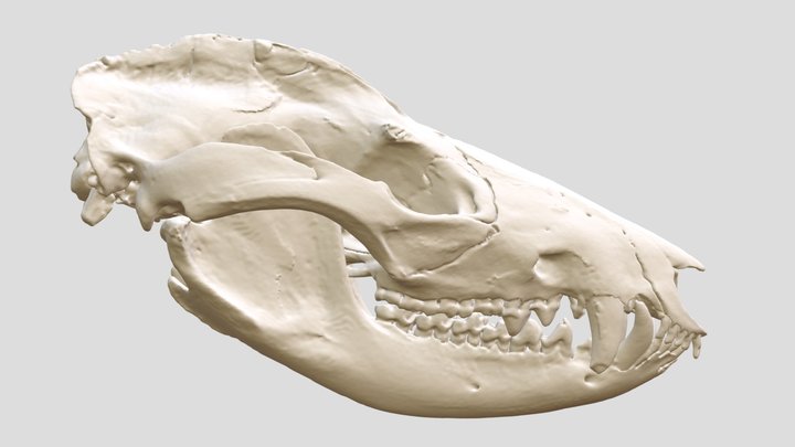 Didelphis virginiana (MSB:Mamm:19055) – Kostenloses 3D-Modell STL