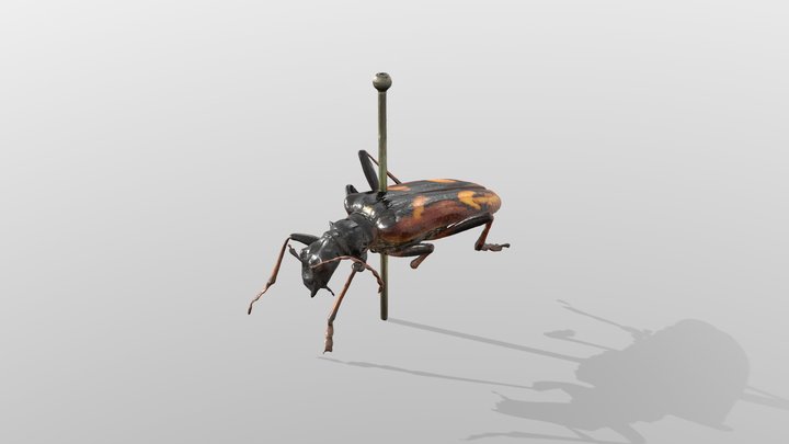 Rhagium bifasciatum 3D Model