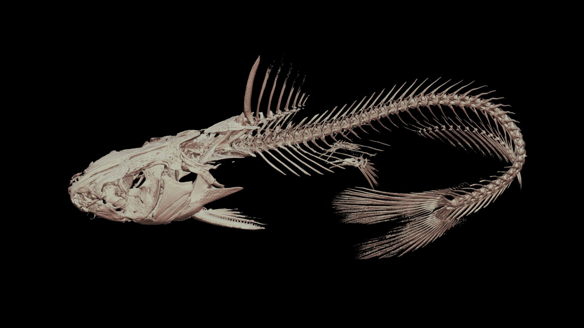 ギギ 🐟 CT scan 🦴 Gigi Stream Catfish, P. nudiceps Download Free 3D model by ffish.asia