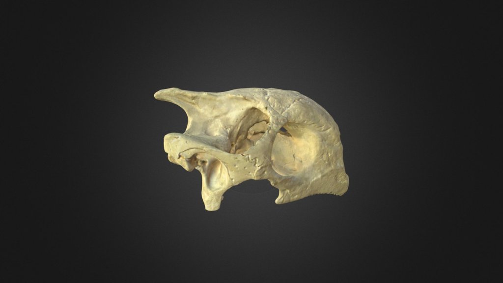 Aldabrachelys gigantea, skull