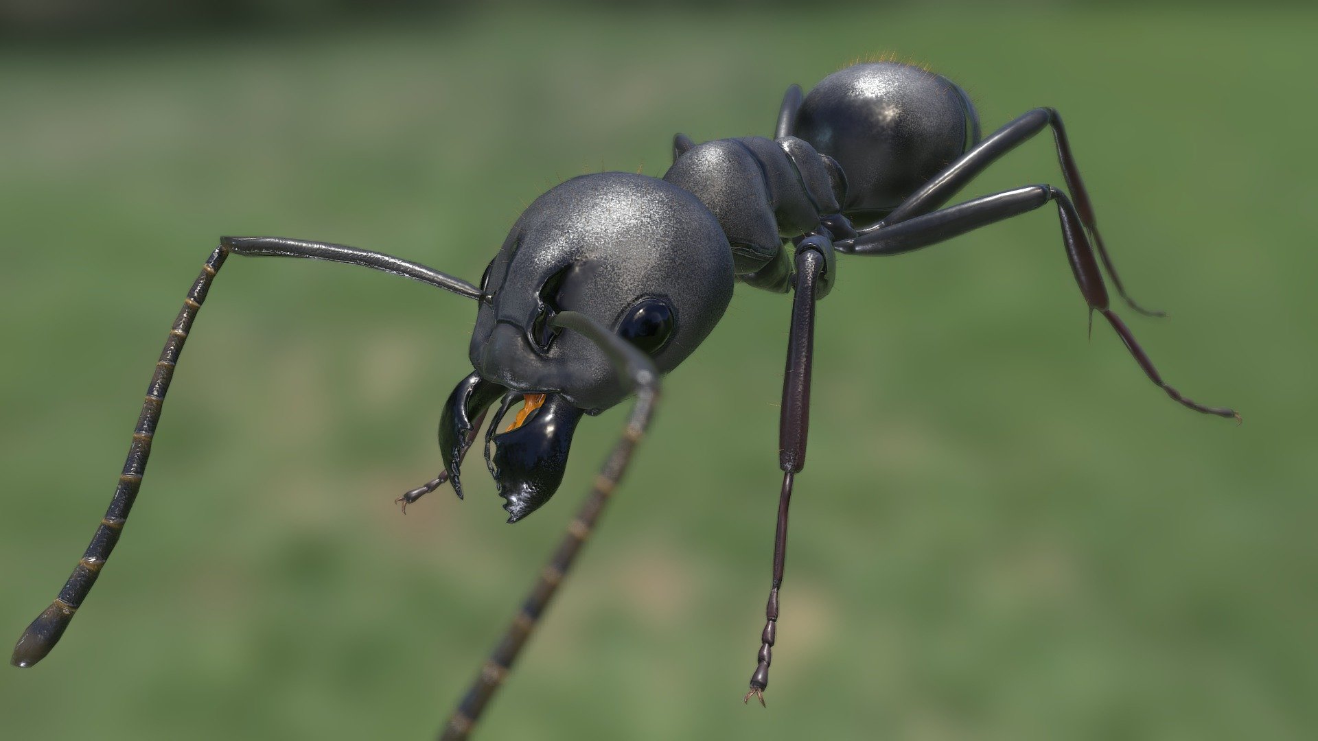 Camponotus japonicus — Sketchfab embed 3D viewer