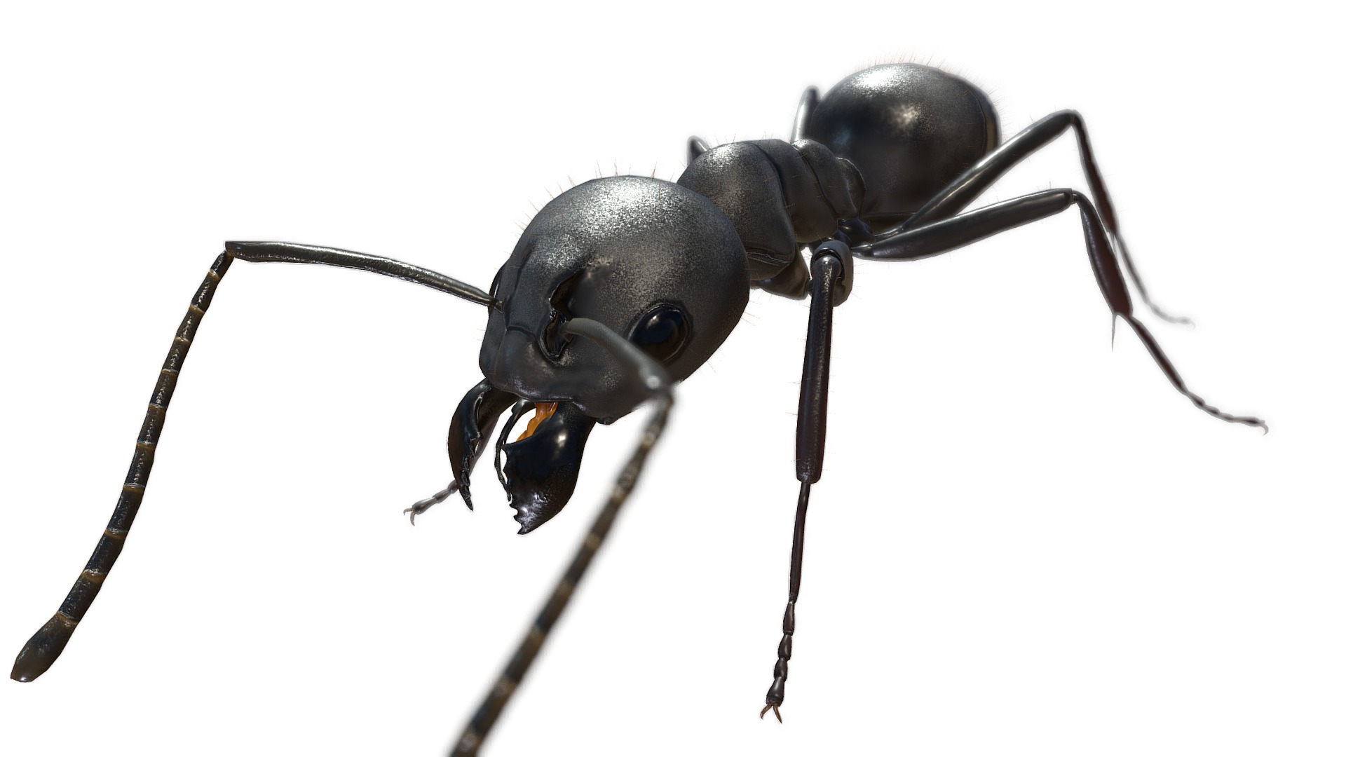 3D model Camponotus japonicus - This is a 3D model of the Camponotus japonicus. The 3D model is about a black beetle with a white background.
