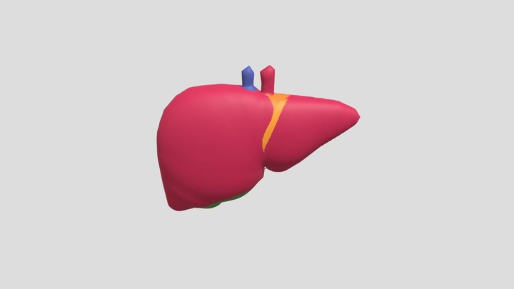 Pengertian Liver dan Fungsinya 3D Model