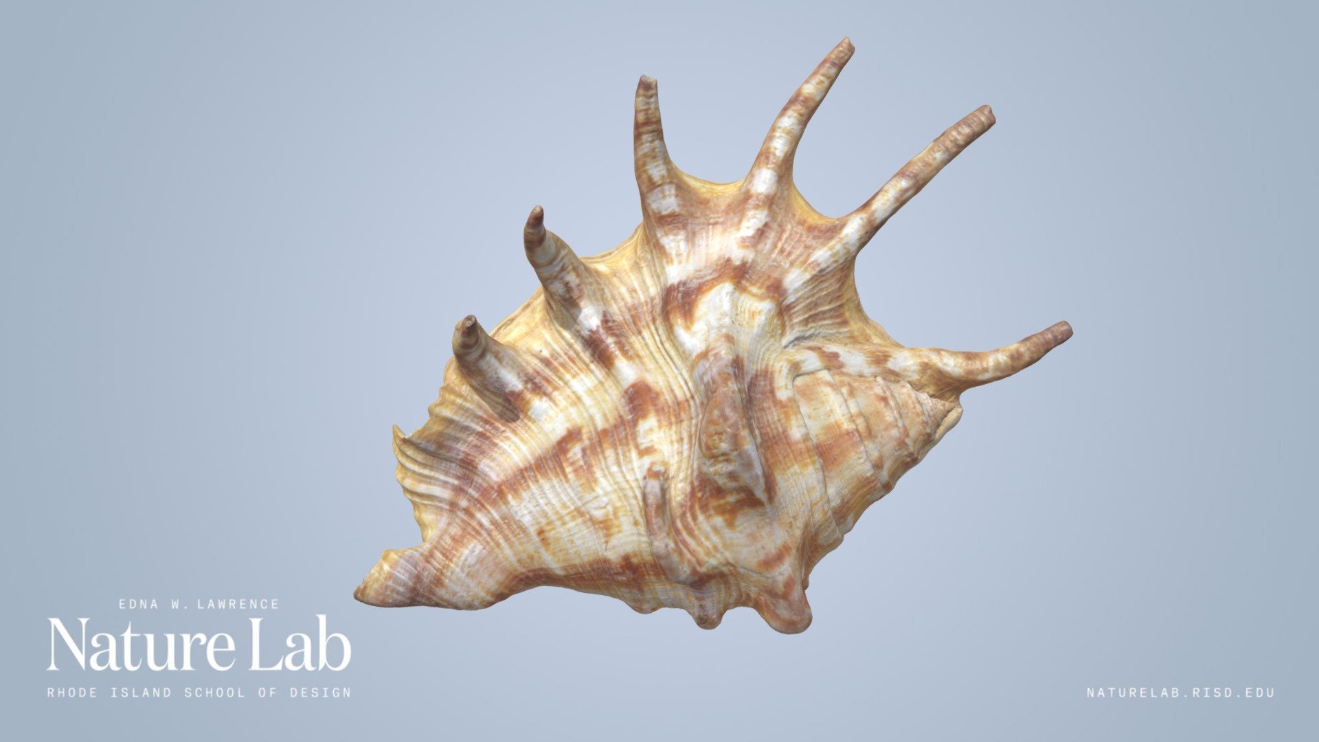 Common Spider Conch