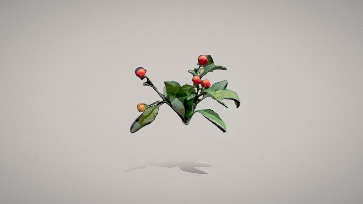 Solanum 3D Model
