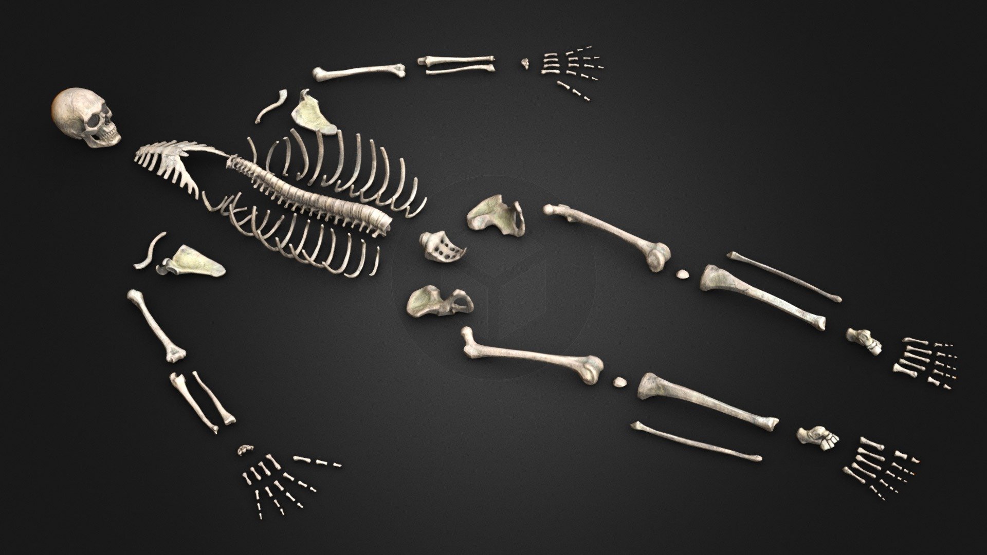 Human male skeleton bones - 3D model by Eleanie [7d51b33] - Sketchfab