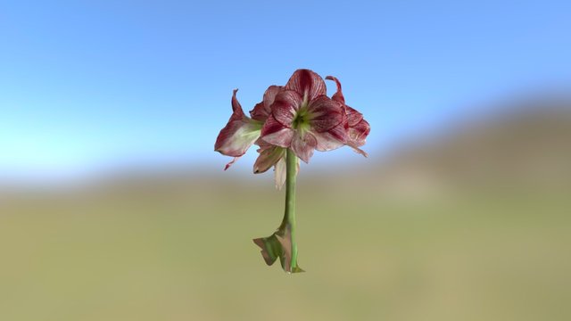 Amaryllis merveilleux 3D Model