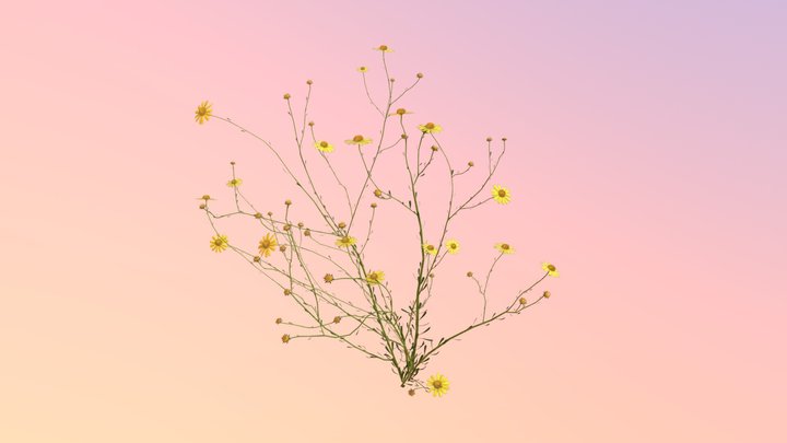 Coastal Plain Honey Comb Head 3D Model