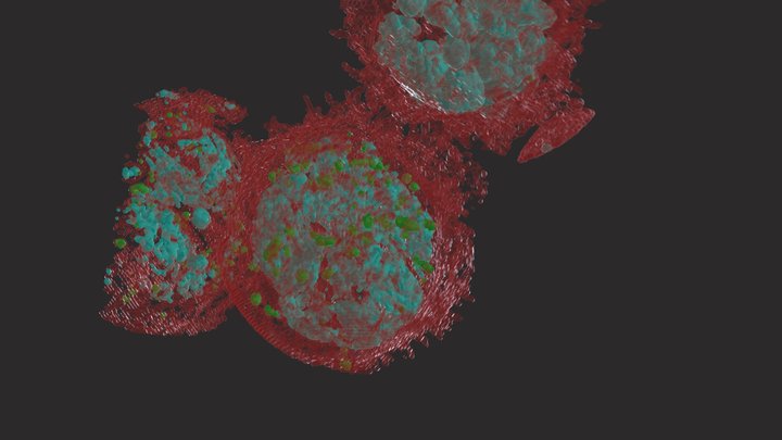 TCELL color 3D Model