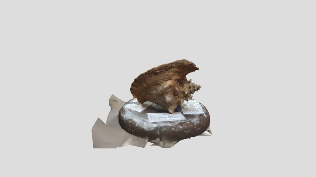 Conch Shell