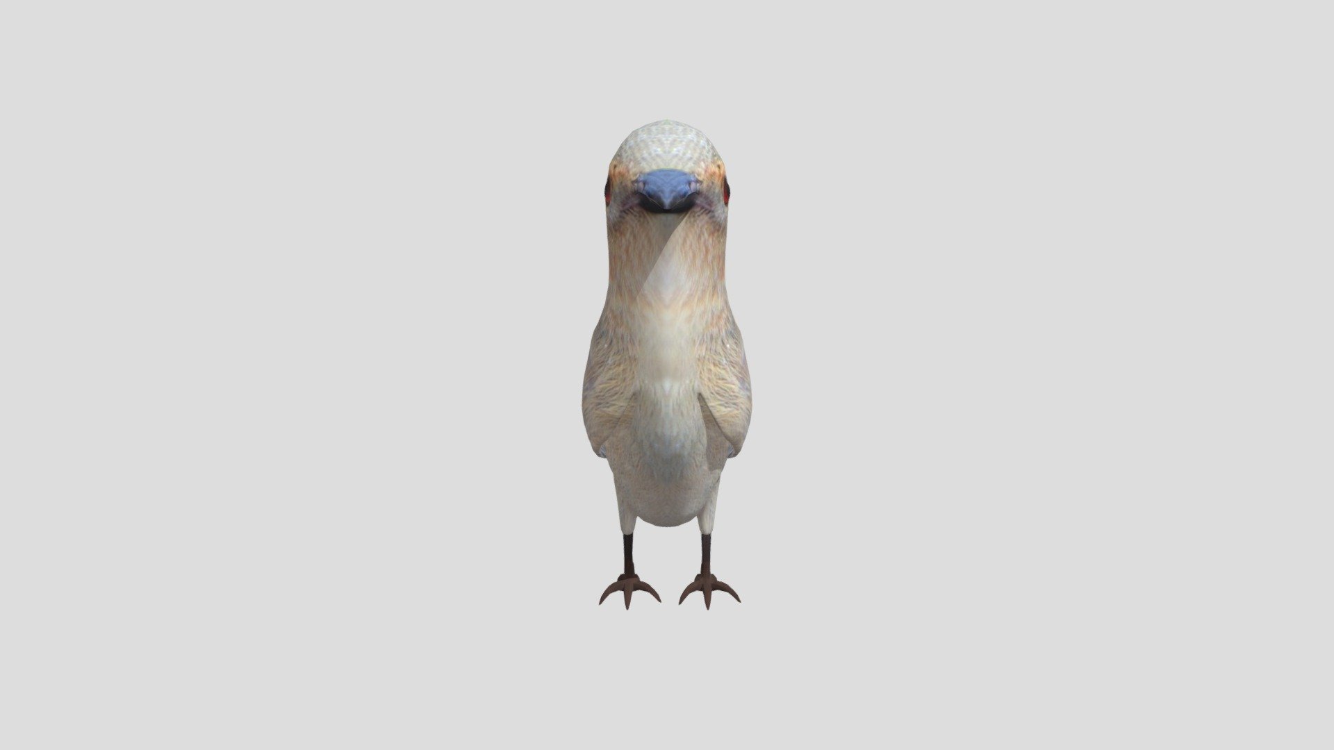 Pajaro4