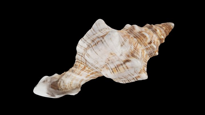 UNEDITED - Seashell (Autodesk ReCap Photo) 3D Model