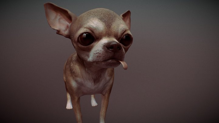 chihuahua derp dog 3D Model