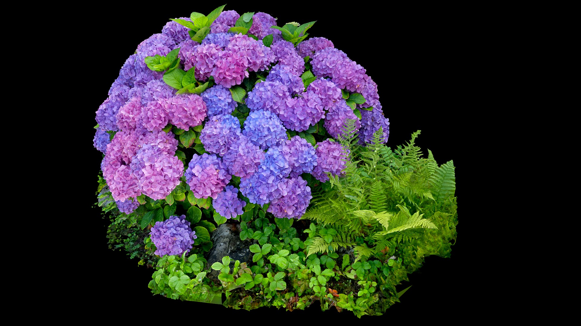 3D model Hortensia – Hydrangea - This is a 3D model of the Hortensia - Hydrangea. The 3D model is about a purple flower with green leaves.