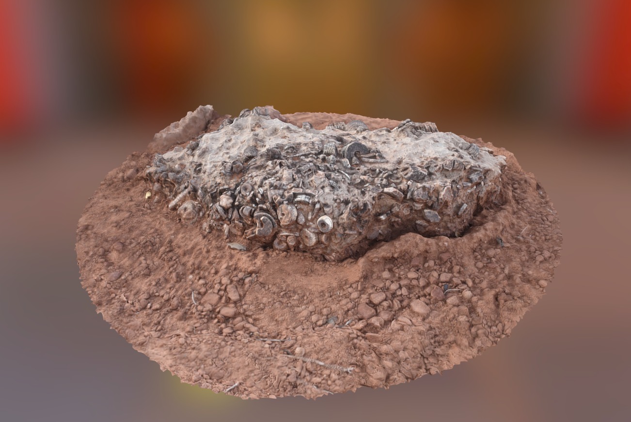 Crinoid Fossils - 3D model by rmark [7d6bb34] - Sketchfab