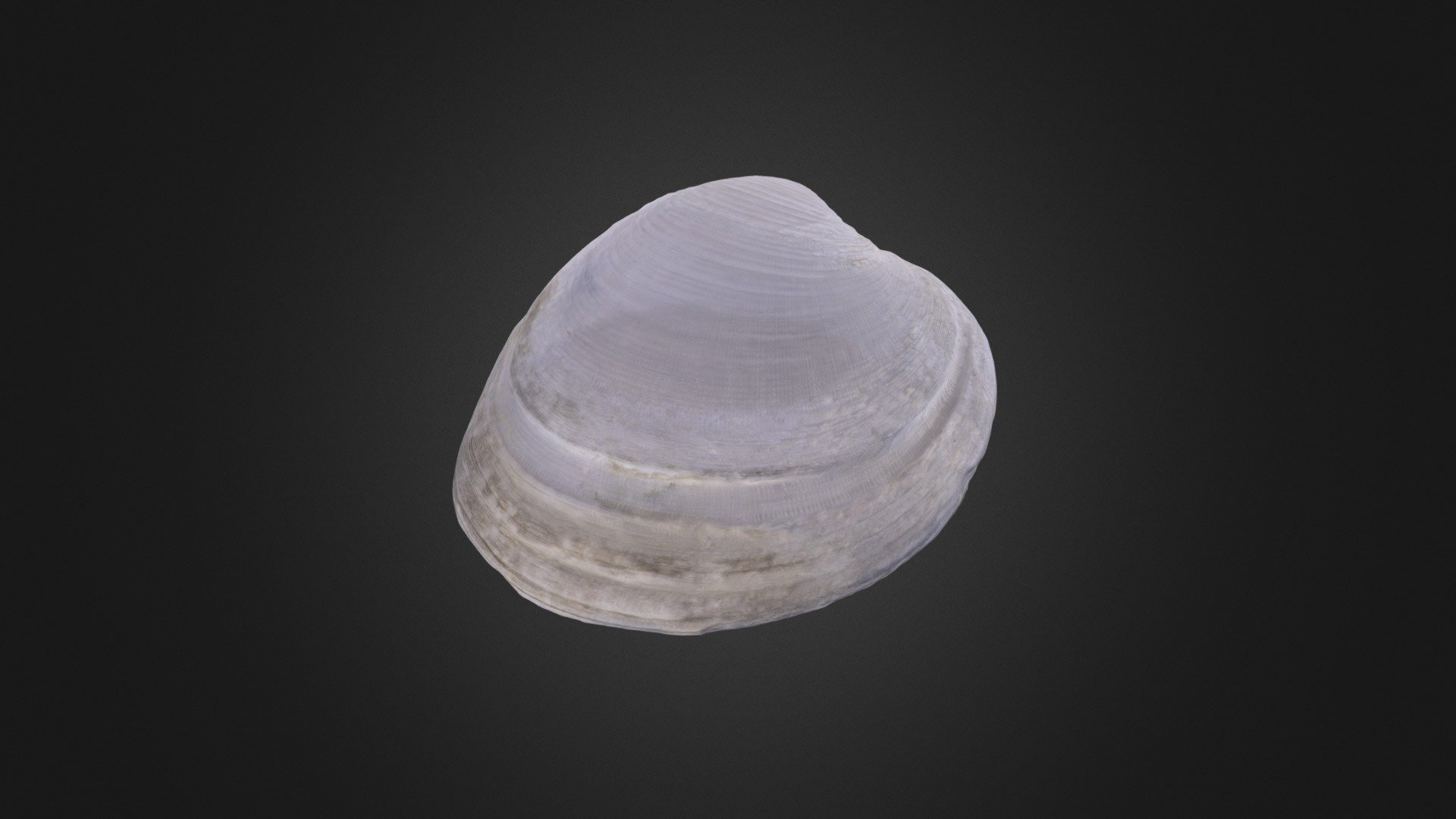 Climate Bivalve #2