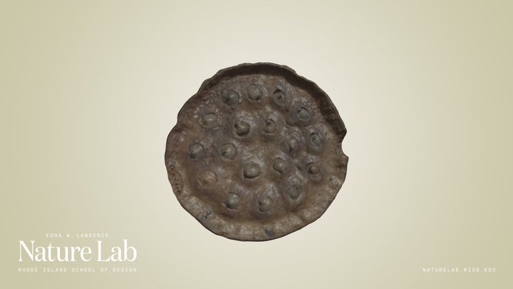 Lotus Seed Pod